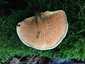 Narancsvörös álrókagomba (Hygrophoropsis aurantiaca), Budai-hegység